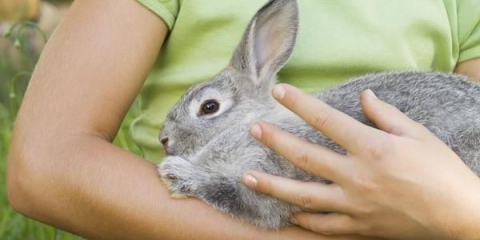 Kako zaklati i iskasapiti zeca?